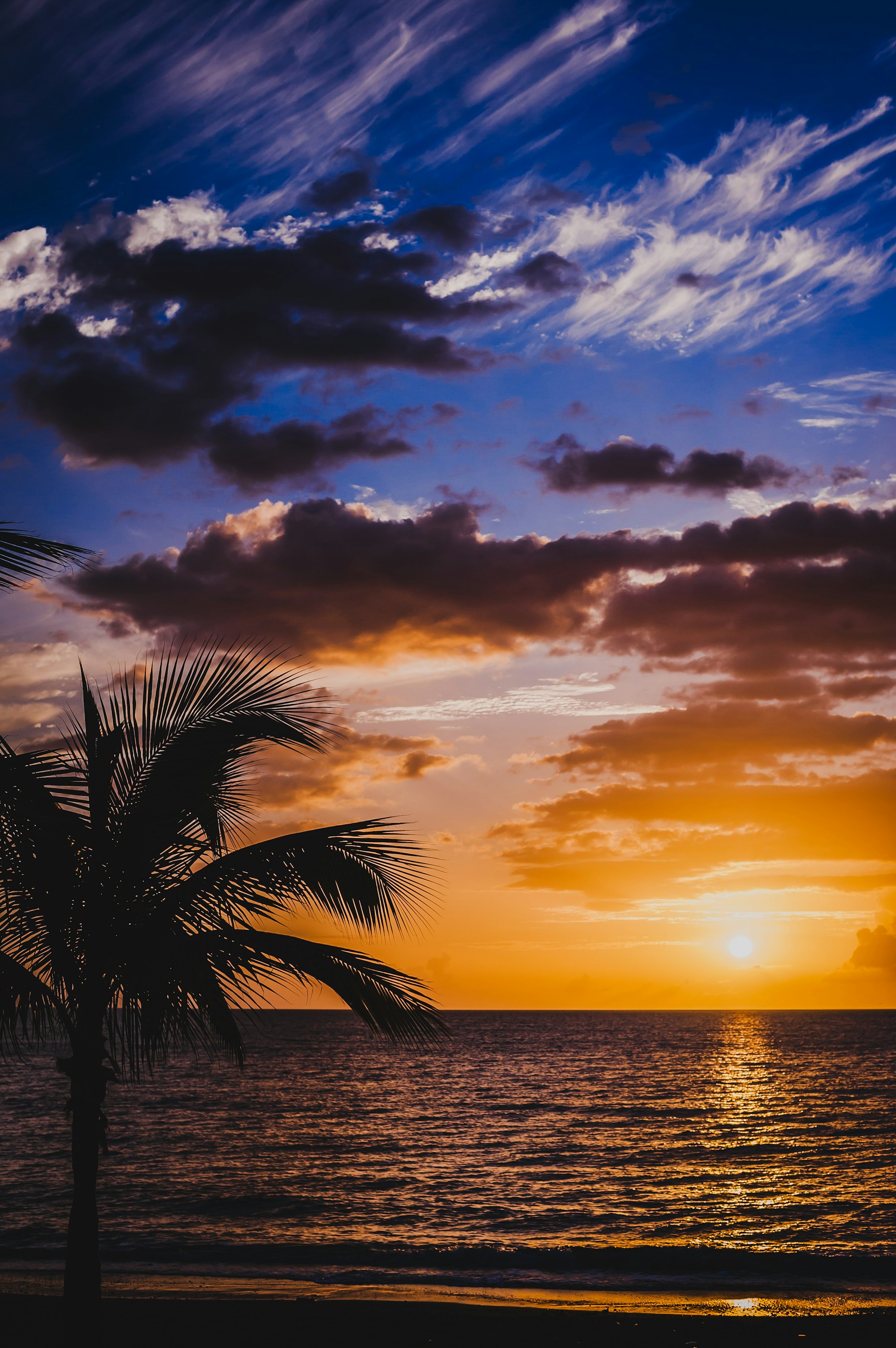 Palmera al atardecer en una playa de Puerto Rico